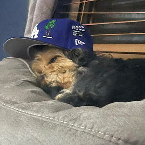 Meet your Posher, Benjamin